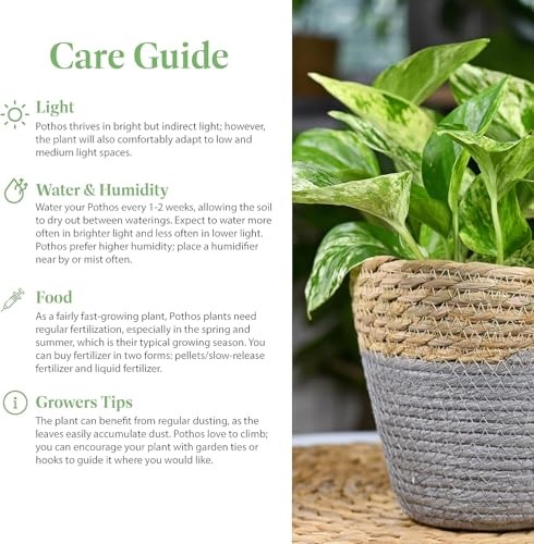 Pothos Pot – Easy-Care Trailing Houseplant, Air-Purifying Vine 4-Inch Golden