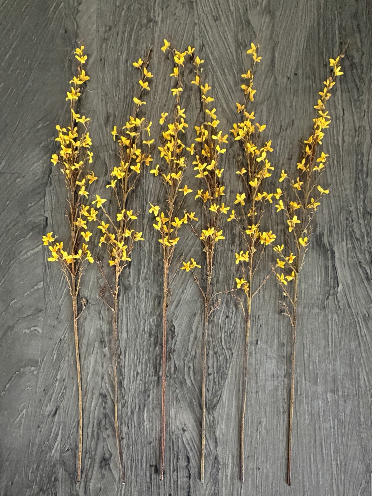 Lot of 6 Crate & Barrel Yellow Faux Forsythia Flower Stems 49”