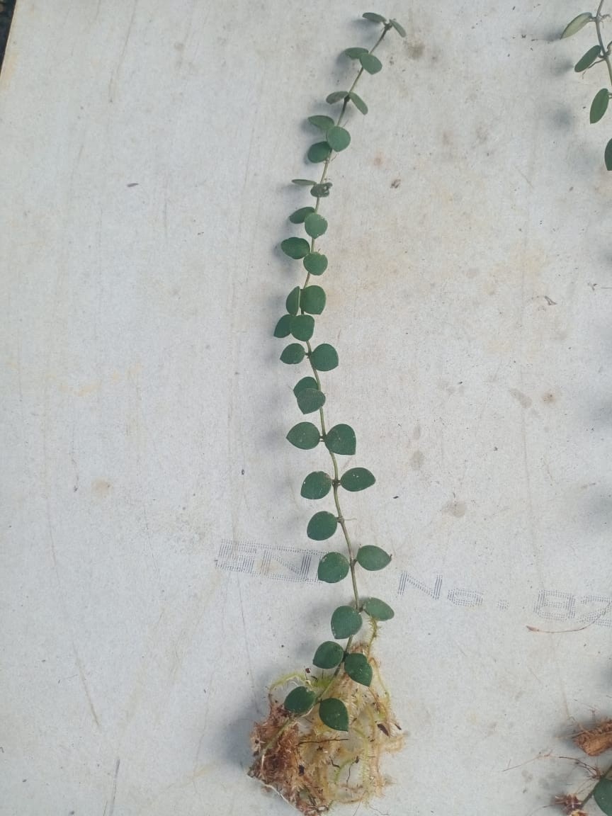 Hoya Boycei Mini Sp Borneo Rare Tropical Wax Plant