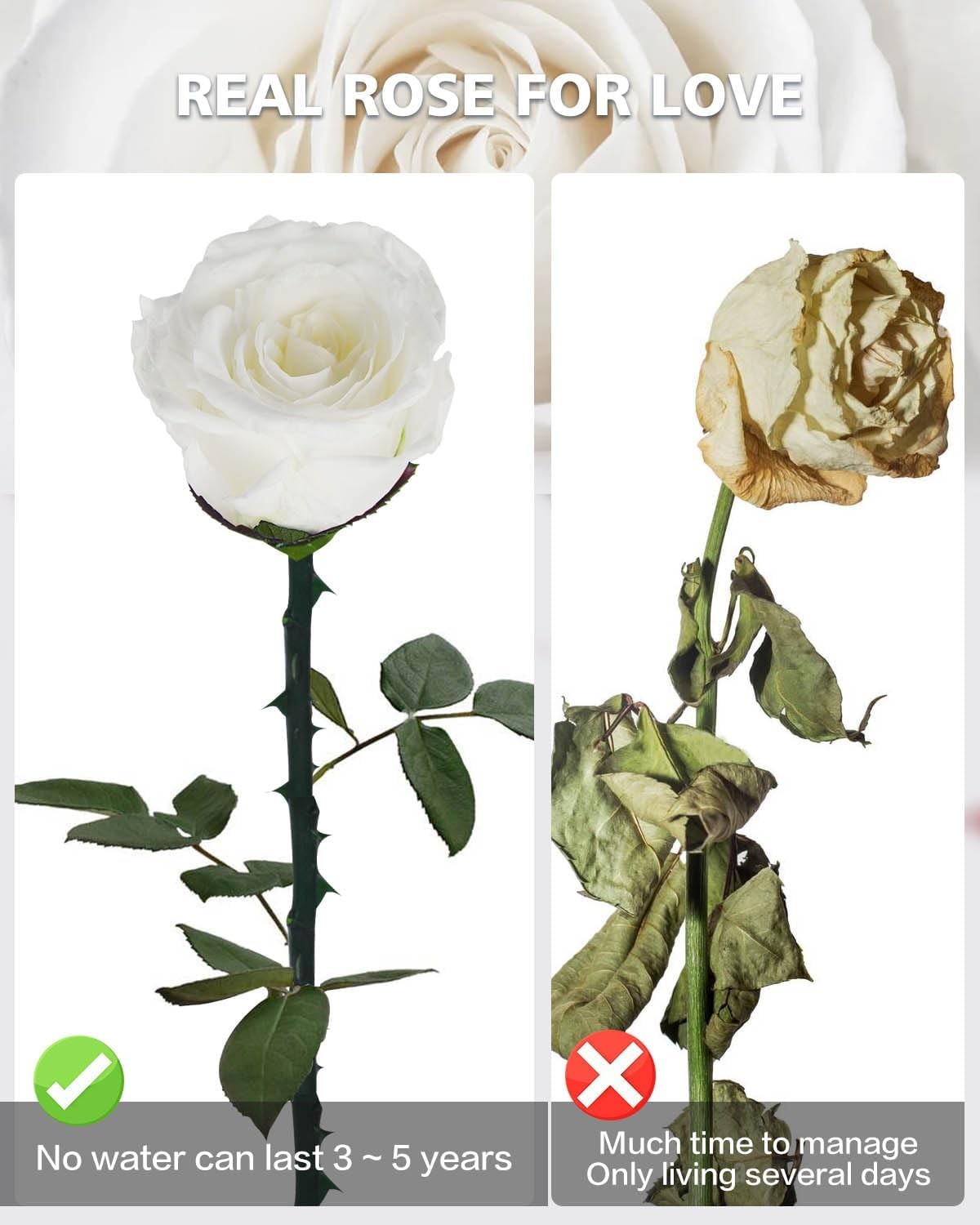 Forever Preserved White Rose Gift for Women Mom Grandma Valentine’s Day