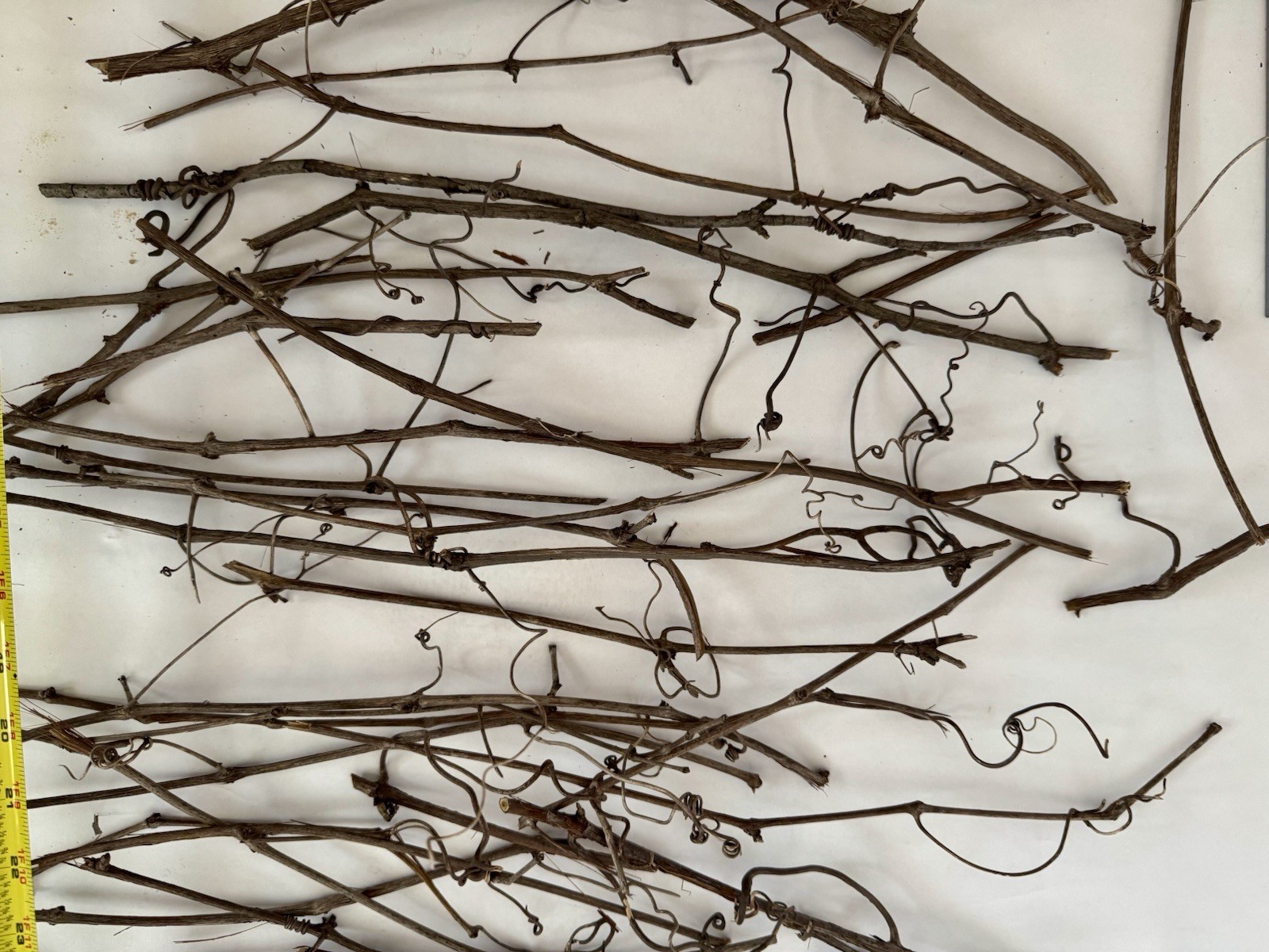 Huge Lot Of Grapevine tendrils & twigs Dried Natural floral Craft & small pets