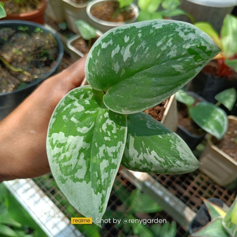 Scindapsus silver ann, Rare Variegated, Real Picture, Aroid Houseplant