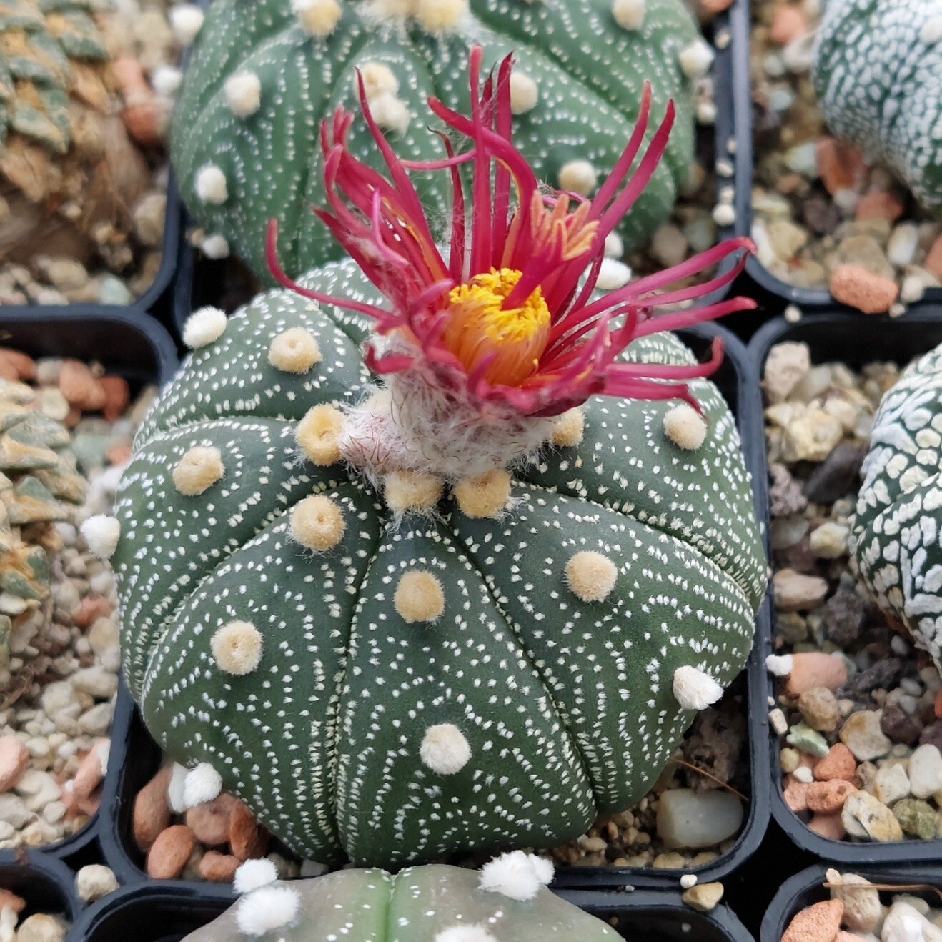 Astrophytum asterias ‘Shinshowa’ F2 10seeds harvest 2025