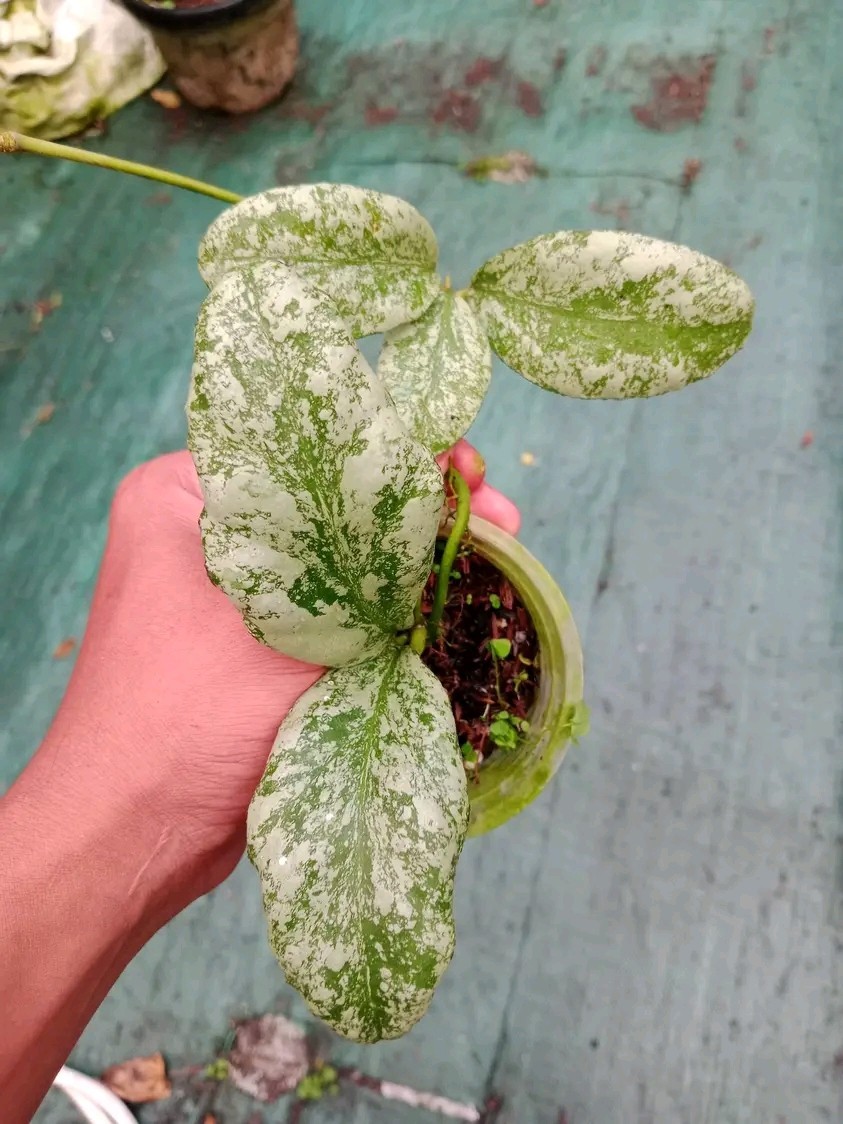 Hoya Waymaniae Silver Rare Hoya Plant | Exotic Tropical Houseplant