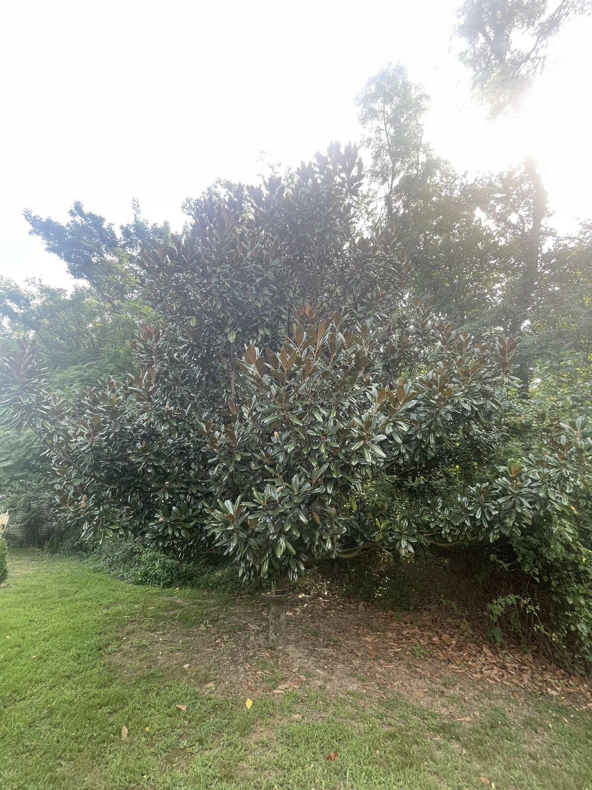 Fresh picked Magnolia Leaves – 25 CT. – Range approx size 5 in. – 10 in.