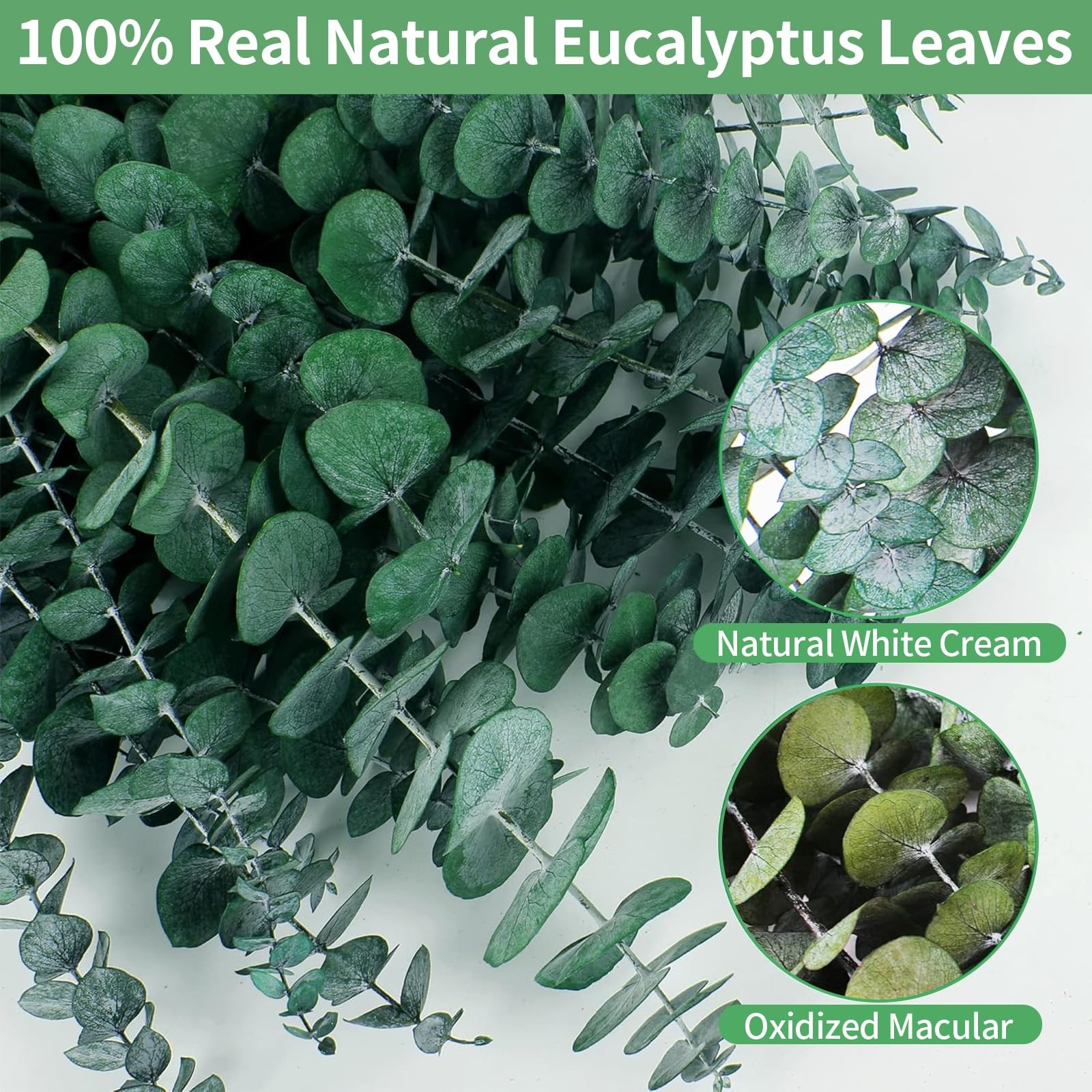12PCS Dried Eucalyptus Bundle 17” Real Eucalyptus Stems 100% Natural Fresh L…