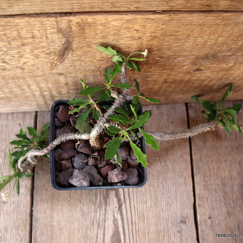 D4731 EUPHORBIA CROIZATII pot10-H21-W22 cm MaMa Cactus