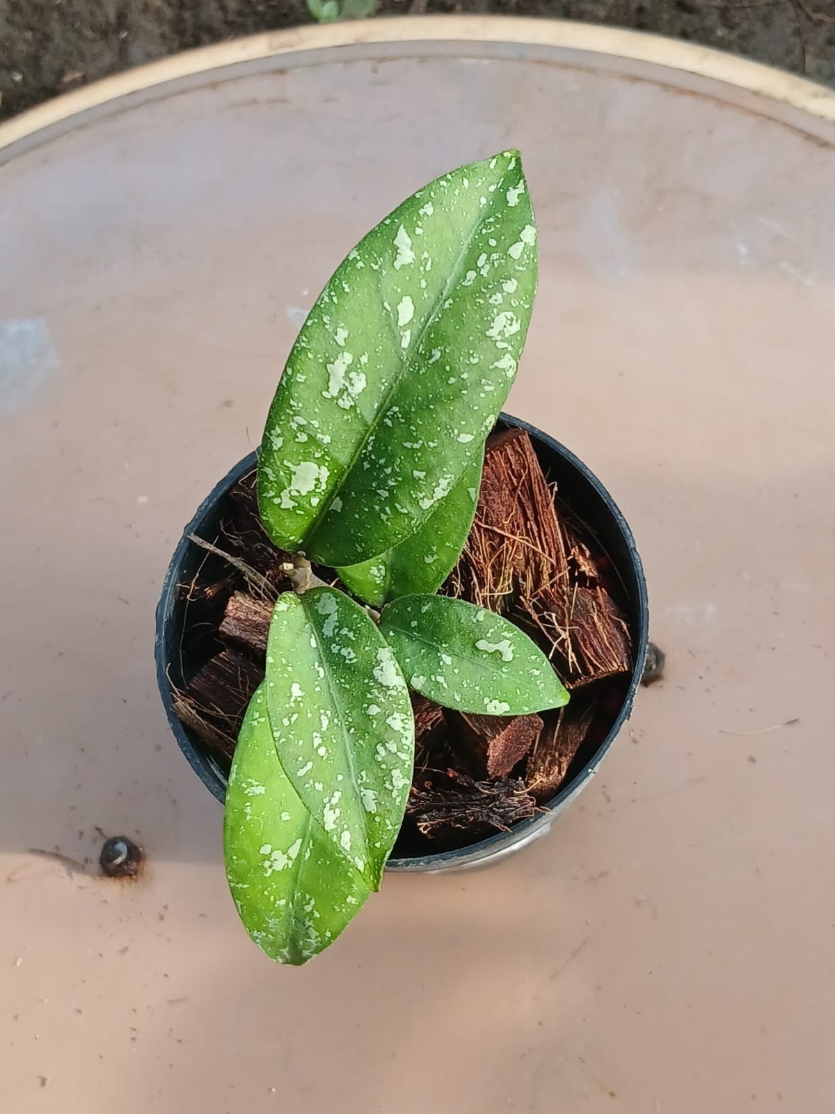 Hoya Snowfall Sp. Aceh Rare Tropical Indor Outdor Wax Plant