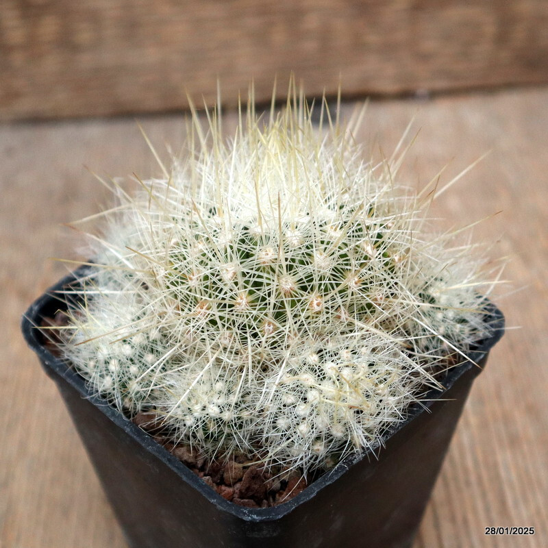 D919 THELOCACTUS MACDOWELLII pot7-H5-W9 cm MaMa Cactus