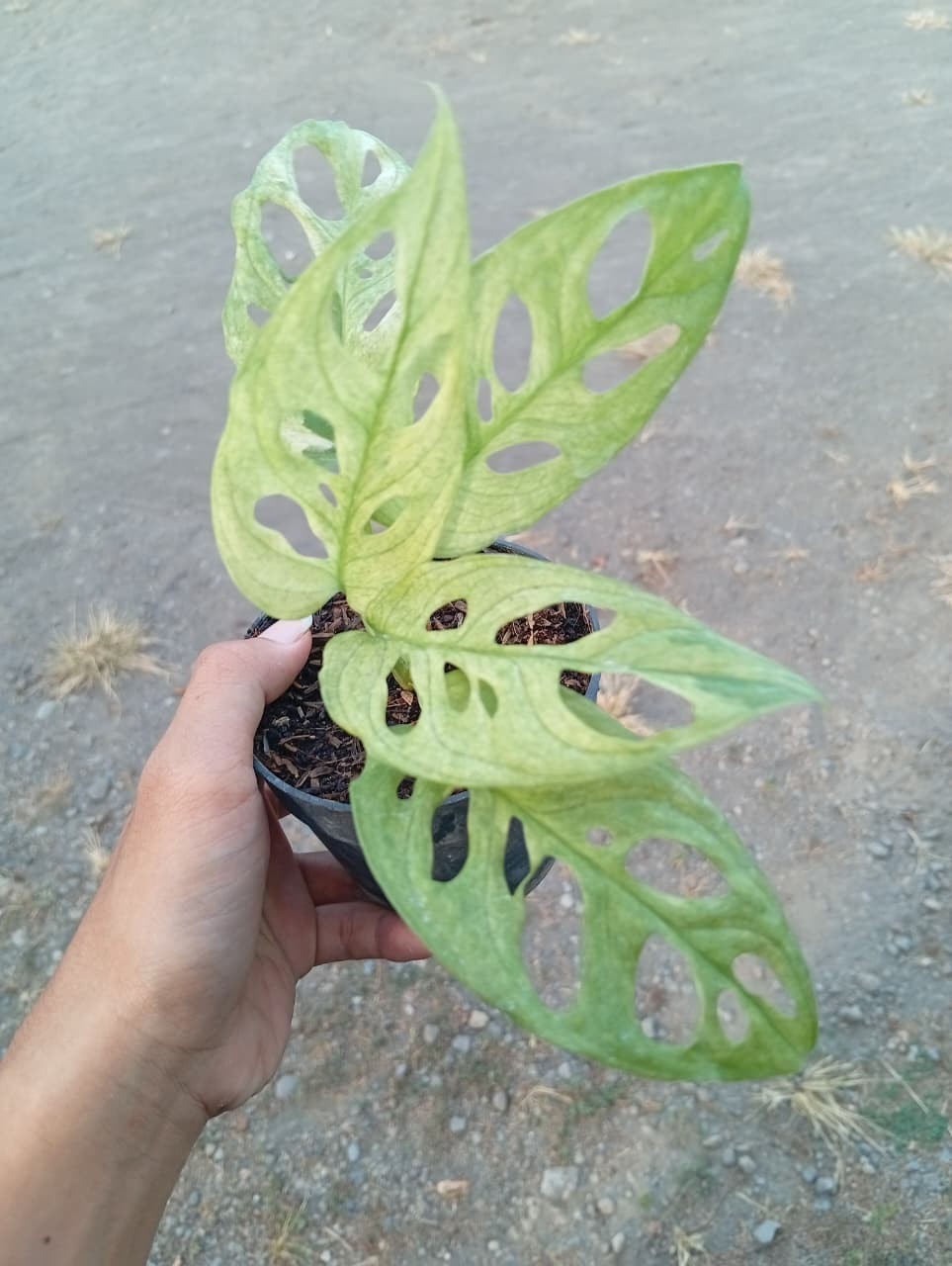 Real Picture Monstera Acuminata Mint Variegated Rare Plant