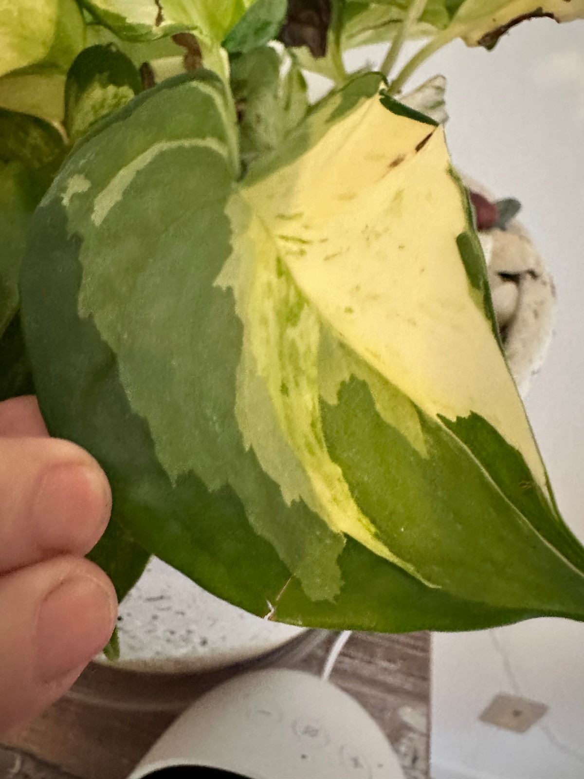 Marble Queen Pothos Cutting Live Plant Unrooted Epipremnum Aureum Cutting