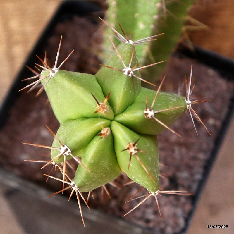 D5305 POLASKIA CHENDE VARIEGATED pot12-H21-W15 cm MaMa Cactus