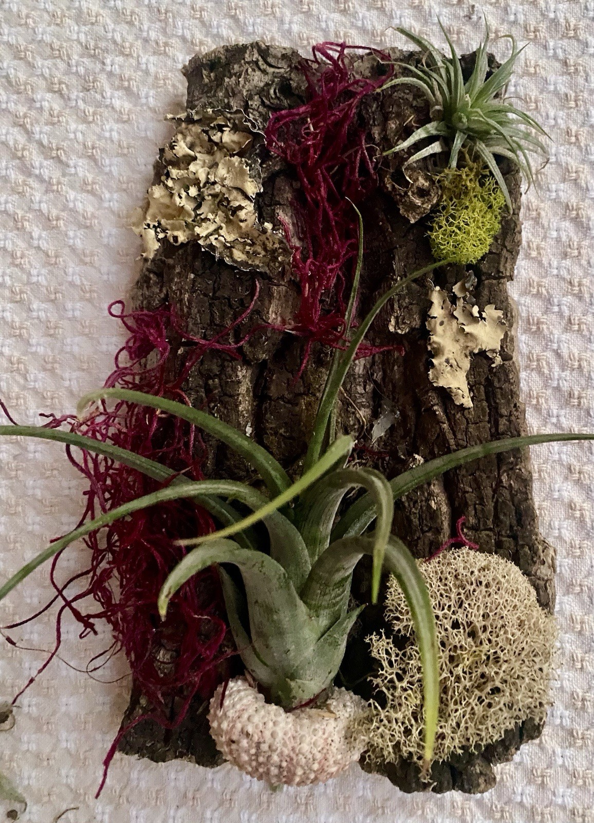 Air Plant, Preserved Moss Wall Art, Live Plants On Cork Board, Shell & Moss