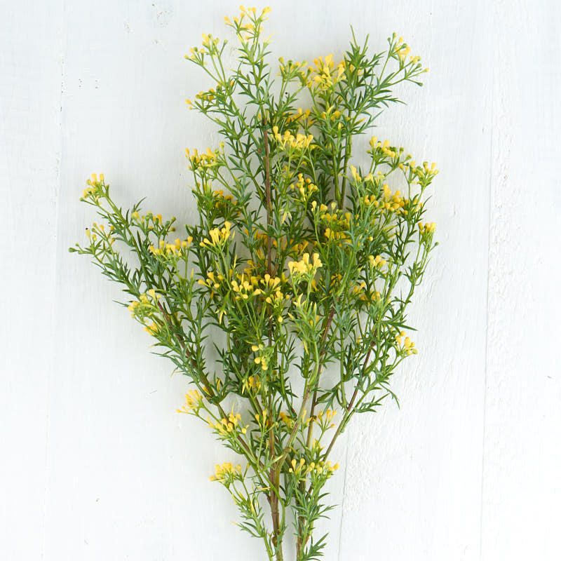 Long Stem Artificial Yellow Seed Grass Sprays – 2 Sprays