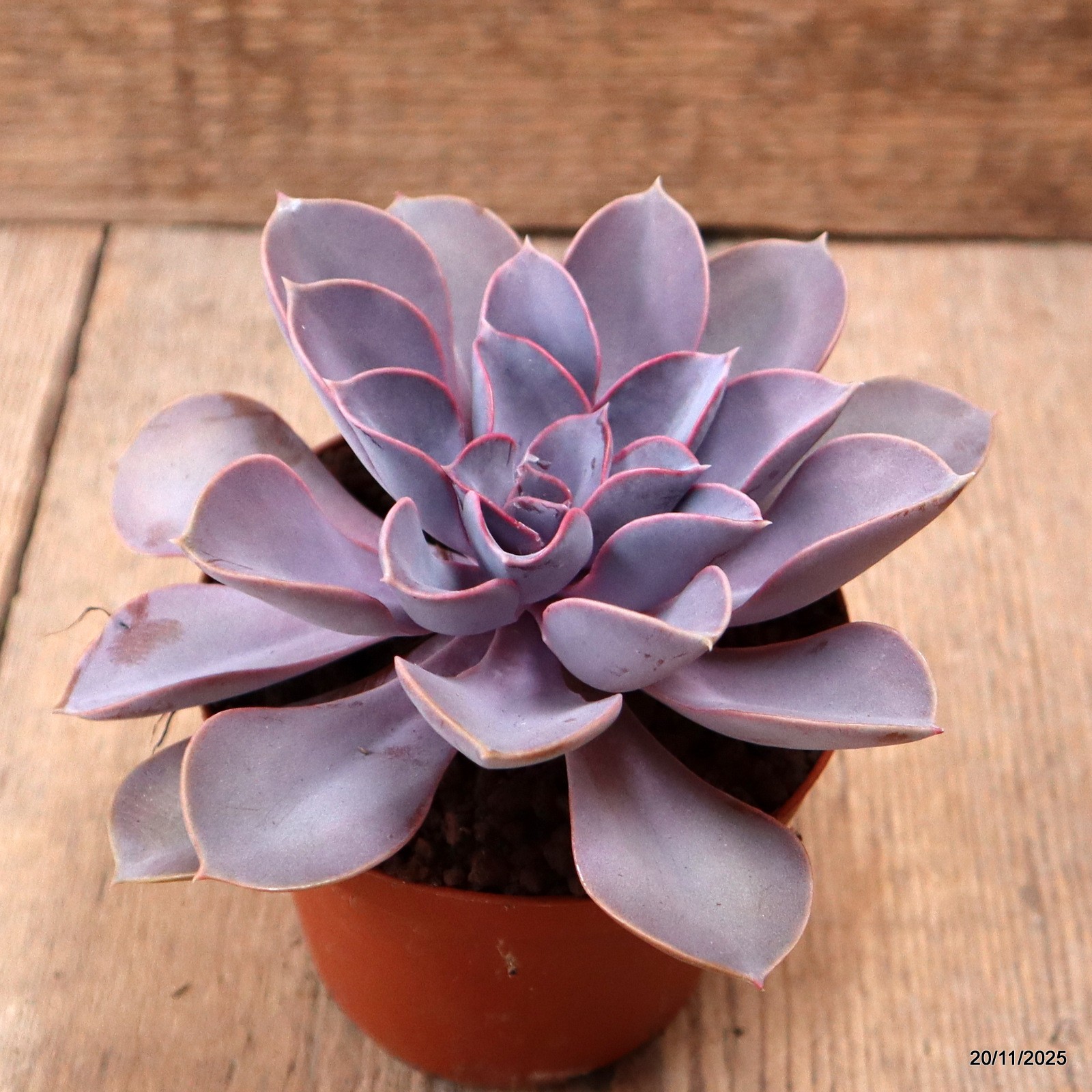 D7455 ECHEVERIA PERLA DI NORIMBERGA pot10-H8-W14 cm MaMa Cactus