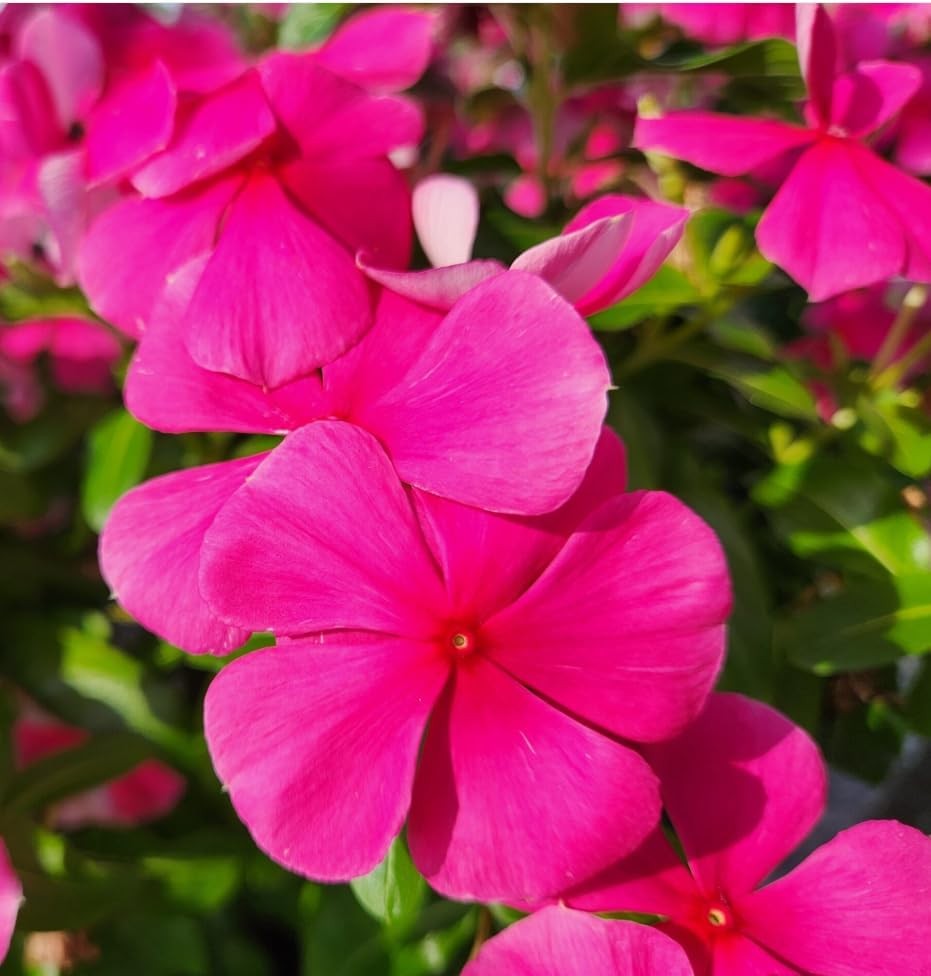 1000+Perennial Vinca Periwinkle Flower Seed for Planting-Non-GMO Heirloom Annual