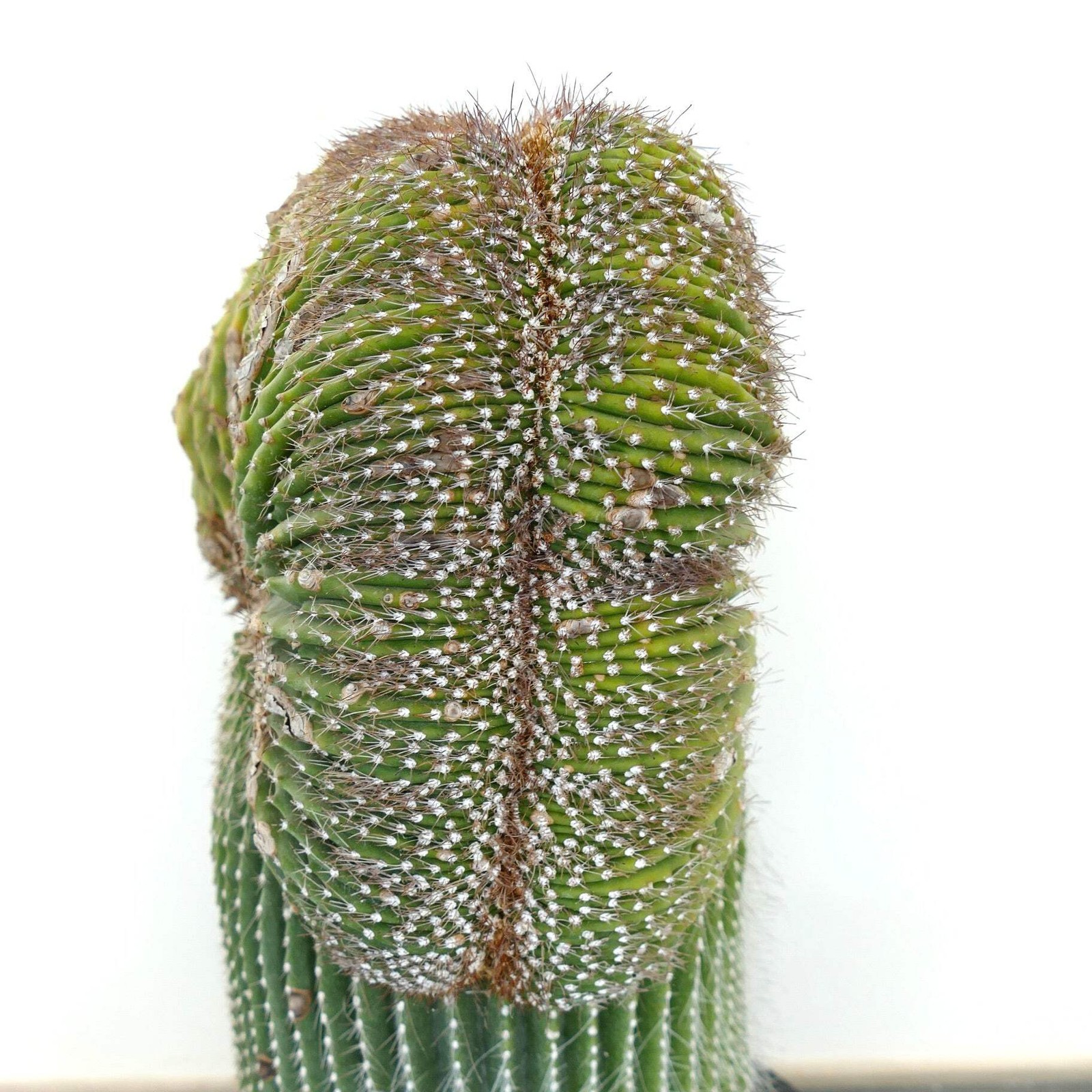 Carnegiea polylopha SAGUARO CRESTED 56x30cm – OLD SPECIMEN
