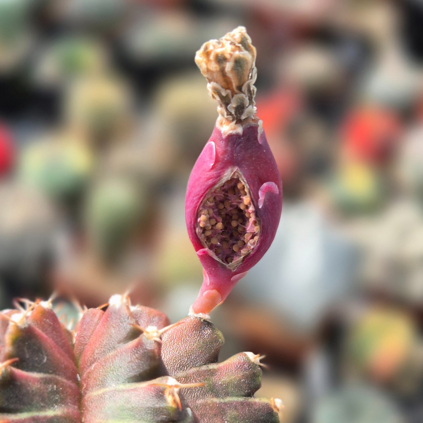Gymnocalycium mihanovichii ‘Neon Braun’ 20seeds harvest 2025