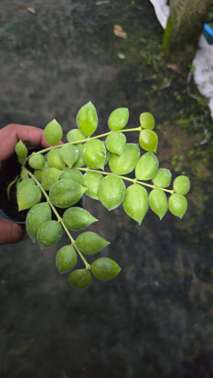 Real Picture Hoya Aeschynanthoides Rare Plant