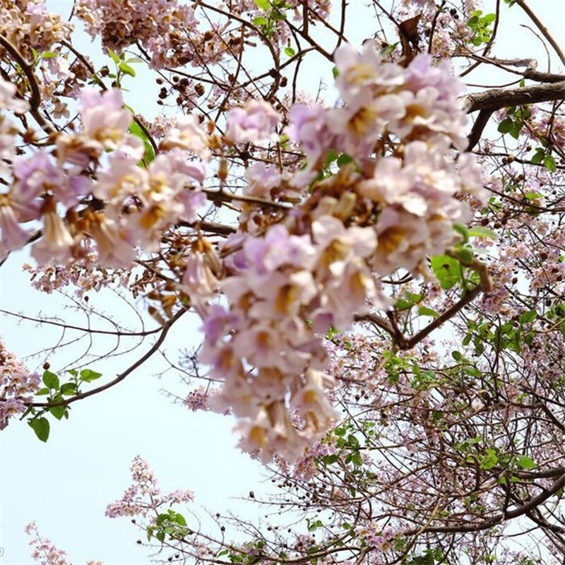 Paulownia Tomentosa – Paulonia – 100 fresh seeds