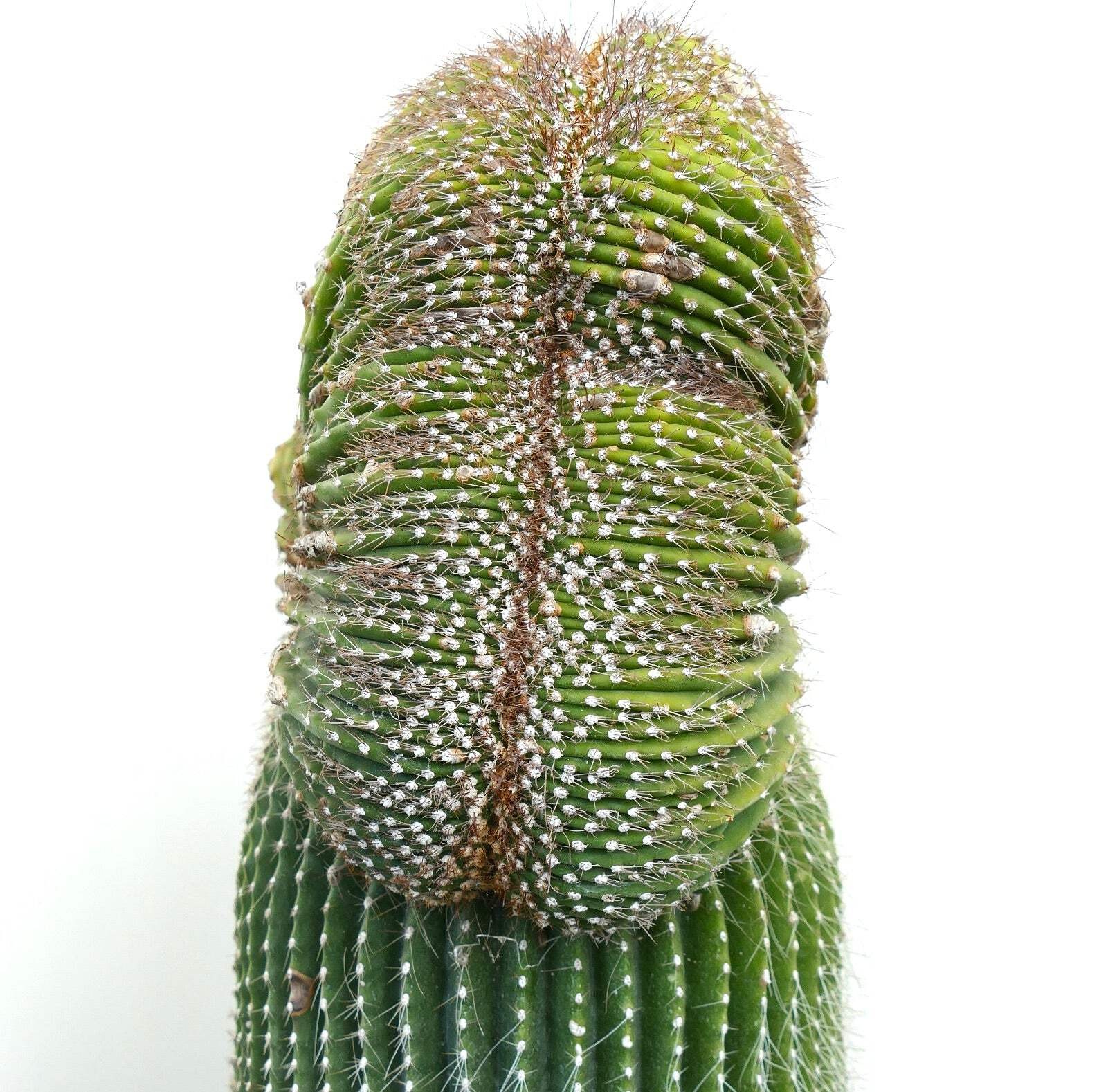 Carnegiea polylopha SAGUARO CRESTED 56x30cm – OLD SPECIMEN