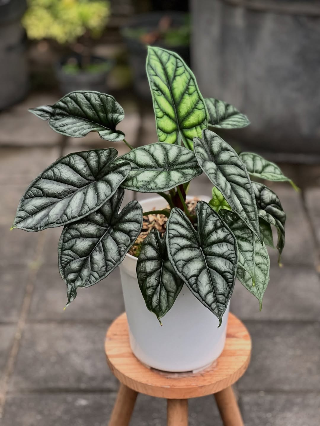 Alocasia Dragon Scale Very Beauty Healthy Plant