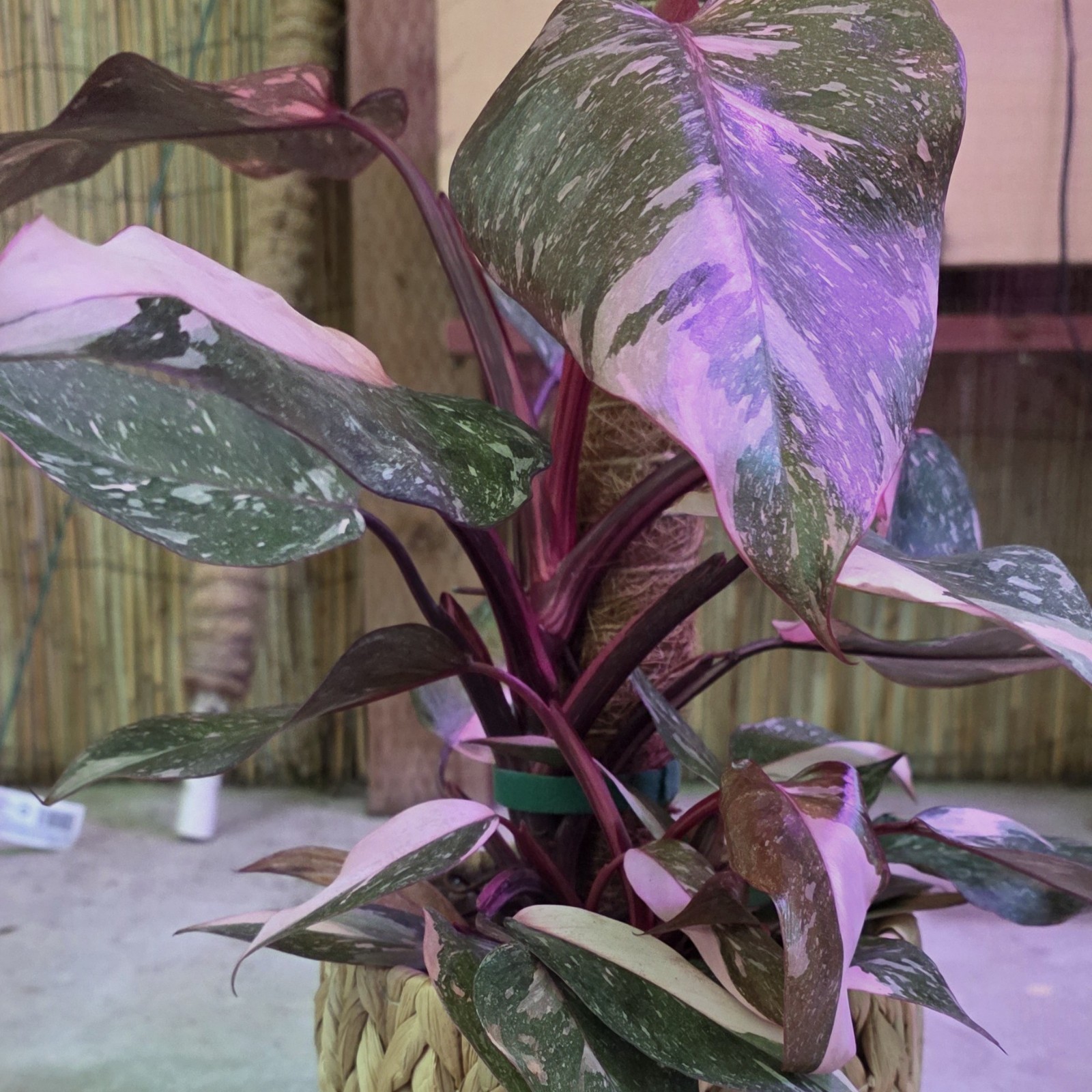Pink Princess ‘Marble Galaxy’ 6 inch pot “Pick your 6″ pot from video”