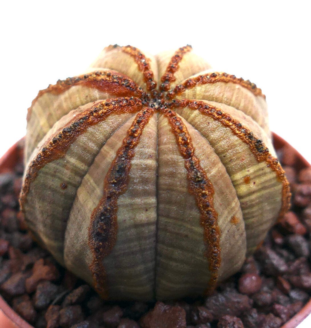 Euphorbia obesa BROWNISH BODY & BROWN LINES – Baseball plant | Basketball plant
