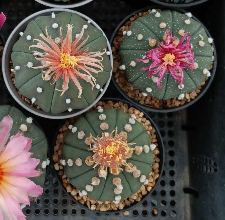 Astrophytum asterias ‘Shinshowa’ F2 10seeds harvest 2025
