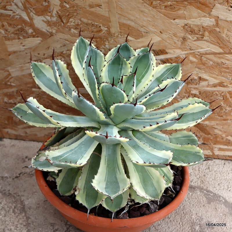 D1844 AGAVE POTATORUM KICHIJOKAN VARIEGATED pot29-H29-W29 cm MaMa Cactus