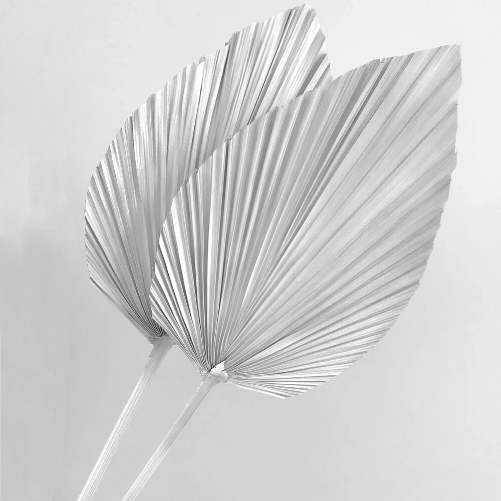Dried Natural Plant Palm leaves