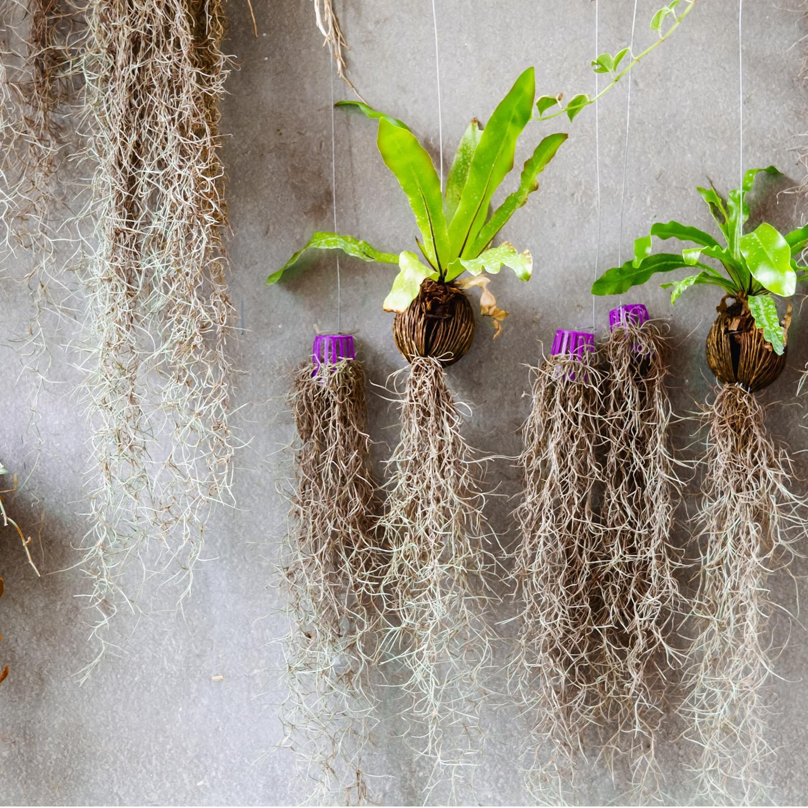 Spanish Moss 41 Inch Fake Hanging Succulents Faux Artificial Vines Garland 12