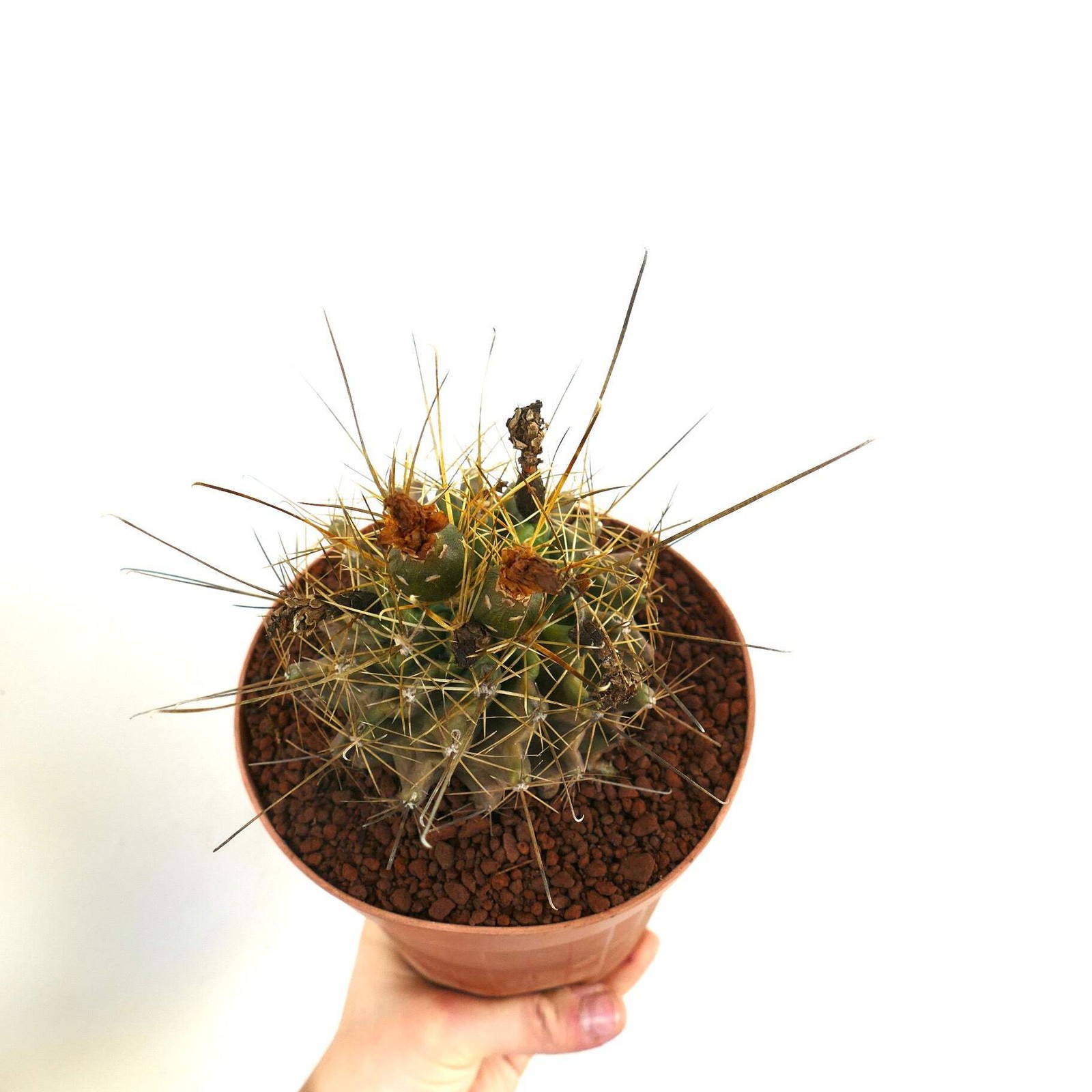 Ferocactus hamatacanthus SELECTED GOLDEN – Texas barrel cactus | Twisted spine c
