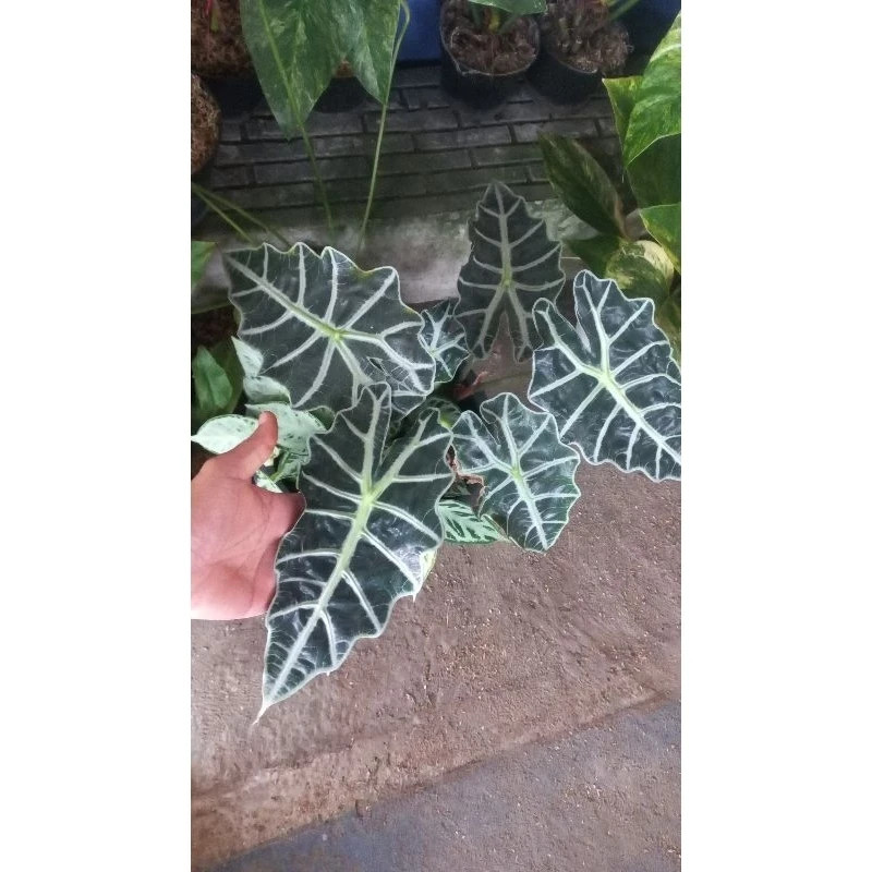 Alocasia Polly African Mask Rare Unique Live Tropical Plant PL109