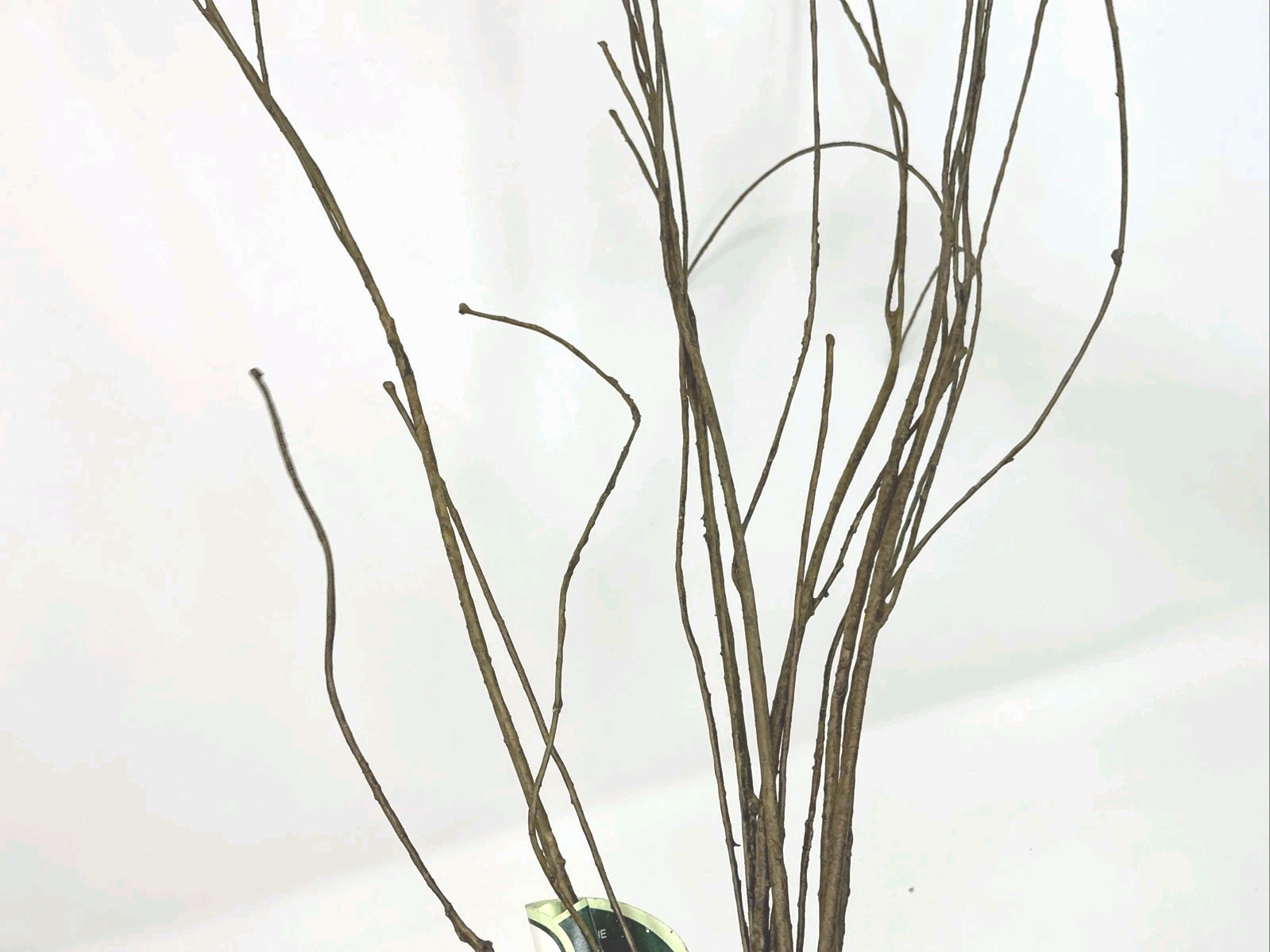 Winward Silks Japanese Zelkova 40” Long Natural Vase Basket Filler 1 Pick NOS