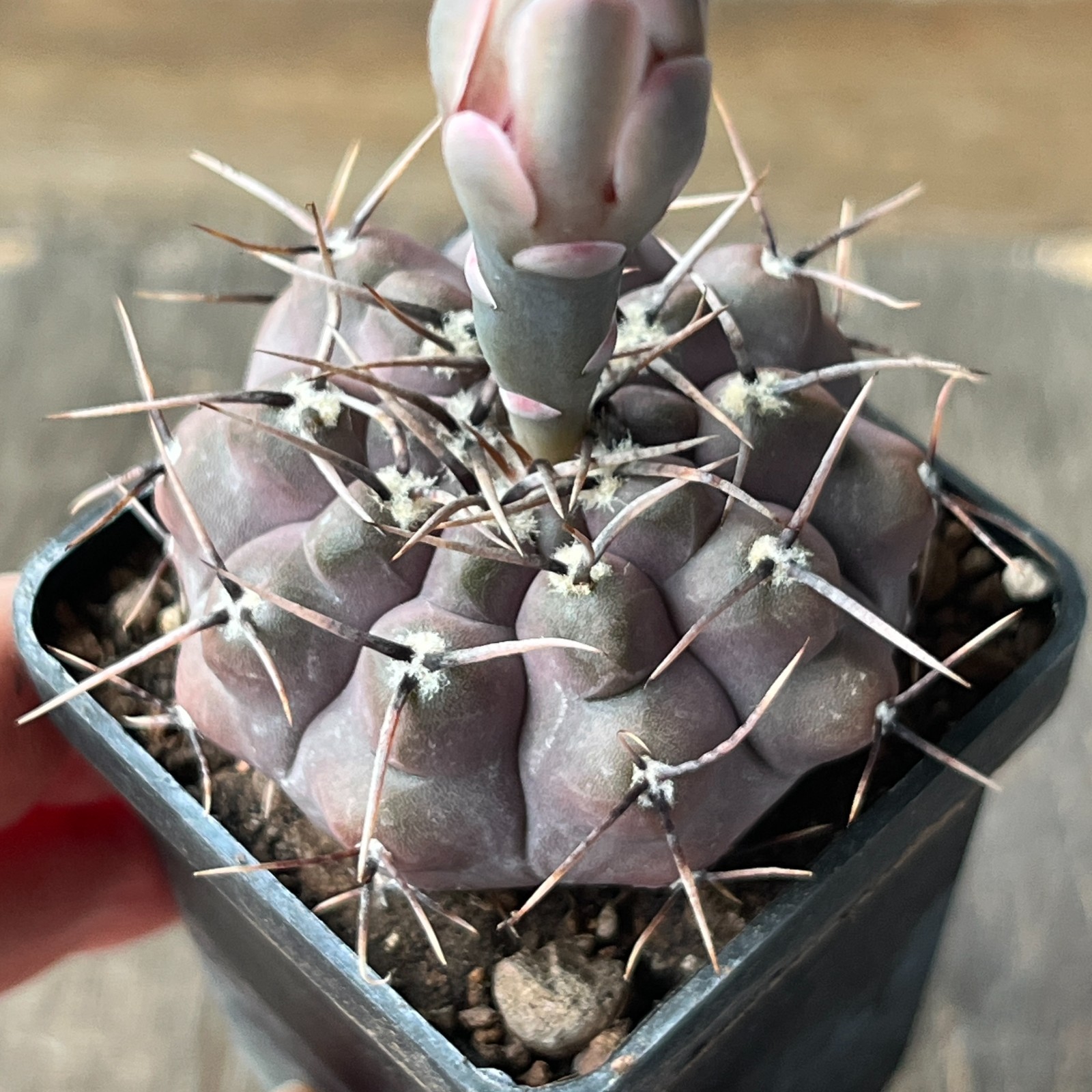 A45-724 Gymnocalycium esperanzae, RS2248, Nueva Esperanzo, own root