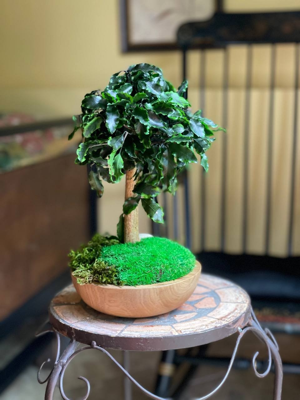 Handmade Preserved Bonsai Tree Pittosporum Stabilized Natural Indoor Home Decor