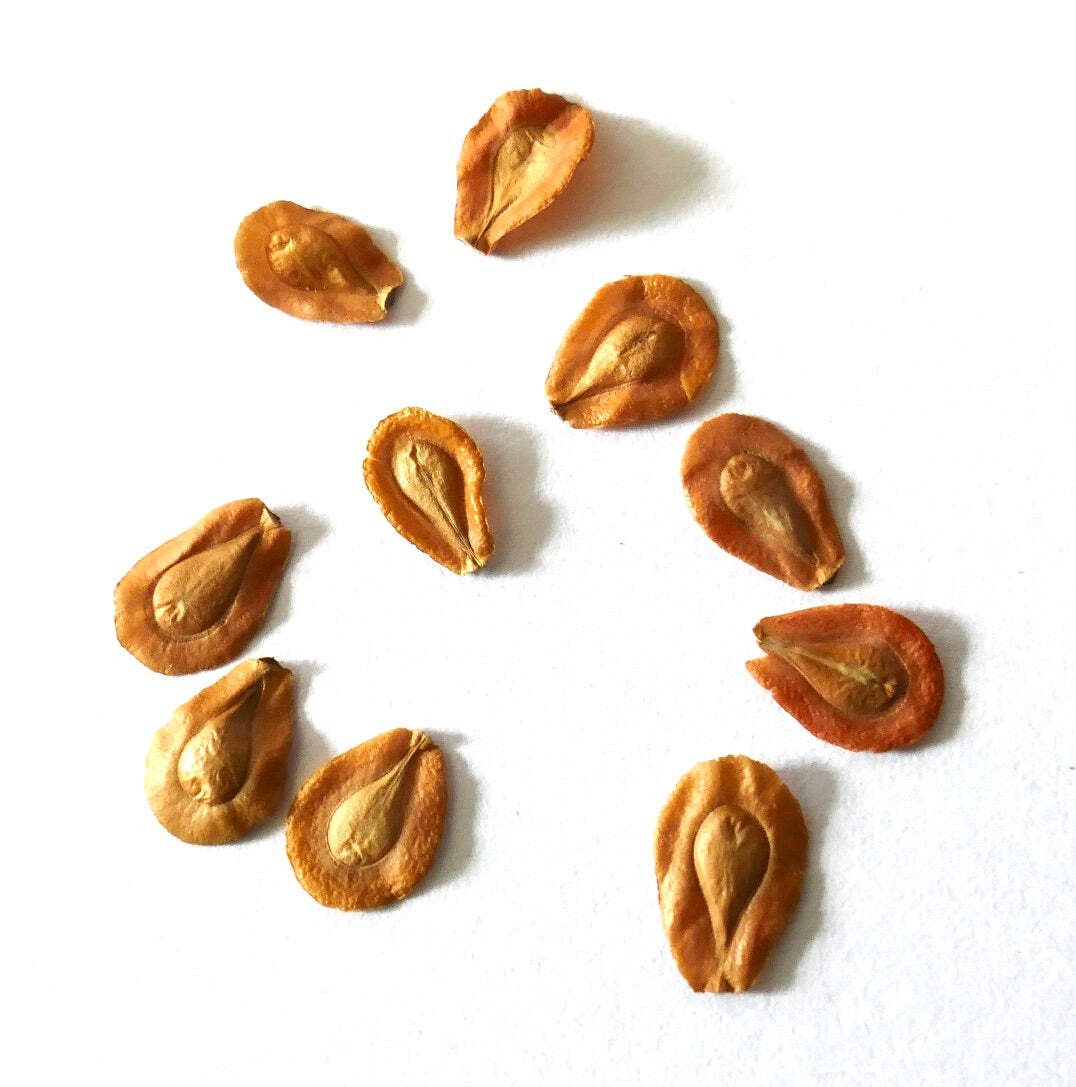 Edithcolea grandis SEEDS – Persian carpet flower | Edithcolea