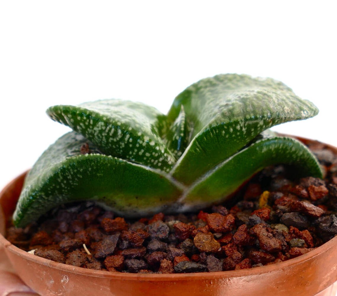Gasteria armstrongii cv. ‘Pearl’ (EX. DE LONGHI CLONE) – Gasteria | Armstrong’s