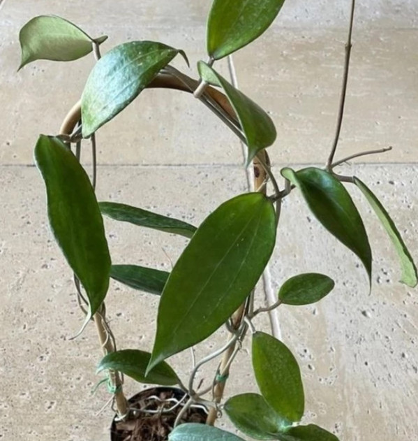 Real Pict Hoya Cinnamomifolia Green Rare Plant