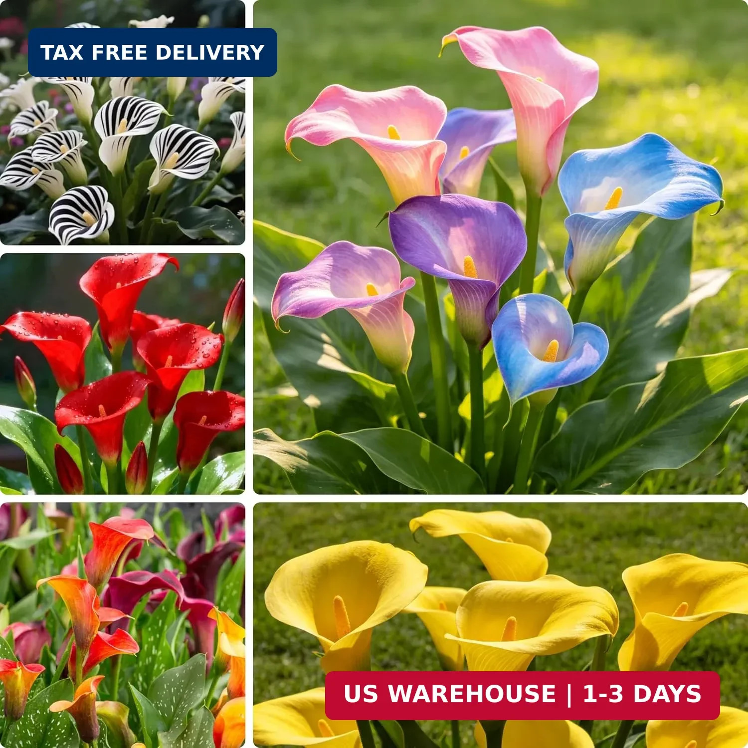 Perennial Rare Calla Lily Seeds, 200pcs Calla Lily Seeds, Heirloom Non-GMO Flowe