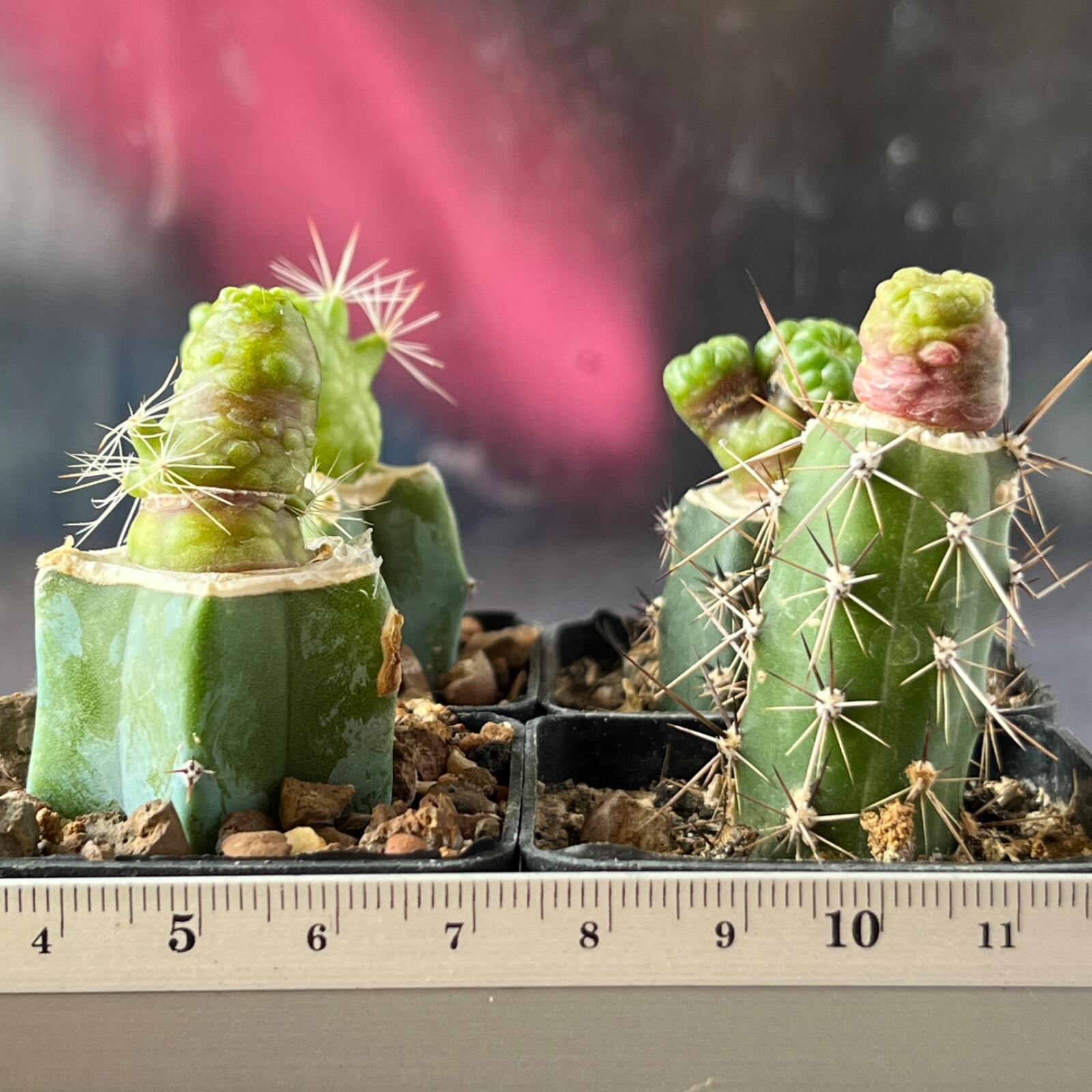 A11-58. Mammillaria bocasana cv. Fred 4 pieces (Grafted)