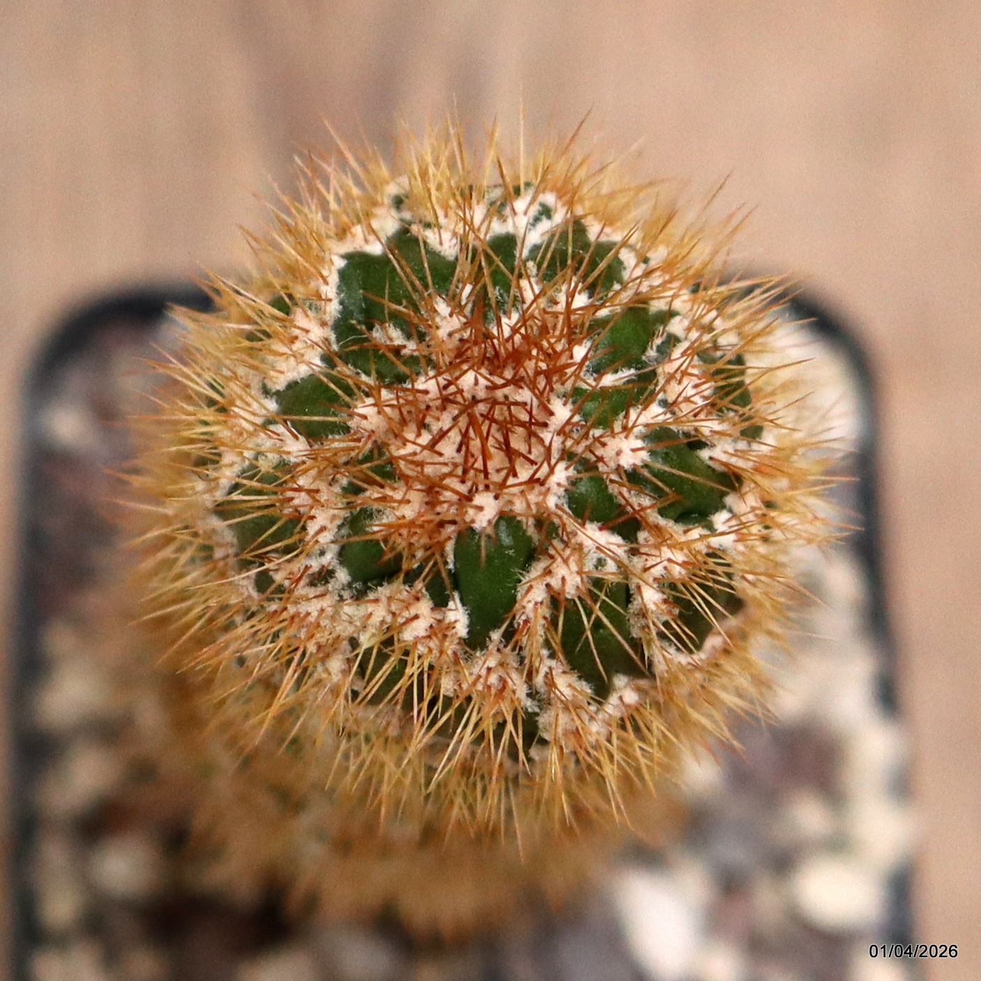 D8160 CEREUS SPACHIANUS MONSTER pot8-H15-W4 cm MaMa Cactus