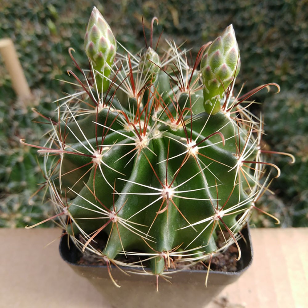 Thelocactus Setispinus (Fish Hook Cactus) – Drought Tolerant Live Plant