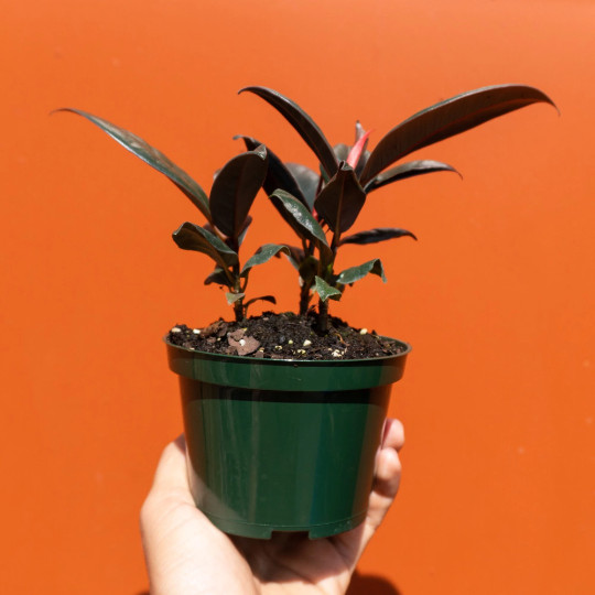 Rubber Plant Ficus elastica 4″ Pot | Burgundy Tree | Tropical Live House Plant