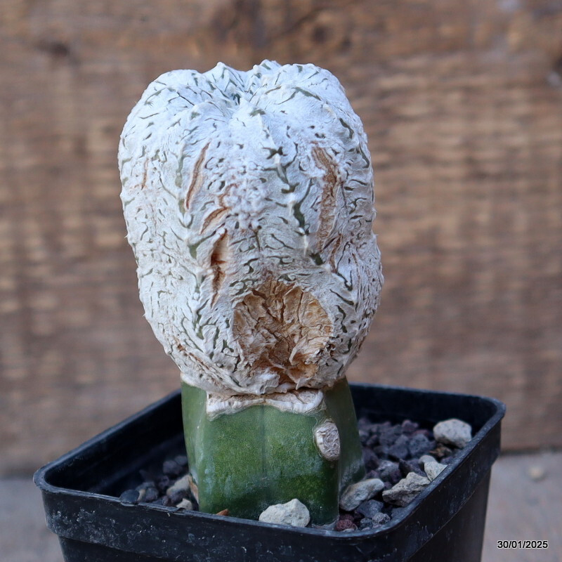 A7098 ASTROPHYTUM SUPER KABUTO V TYPE INNESTATO pot7-H10-W5 cm MaMa Cactus