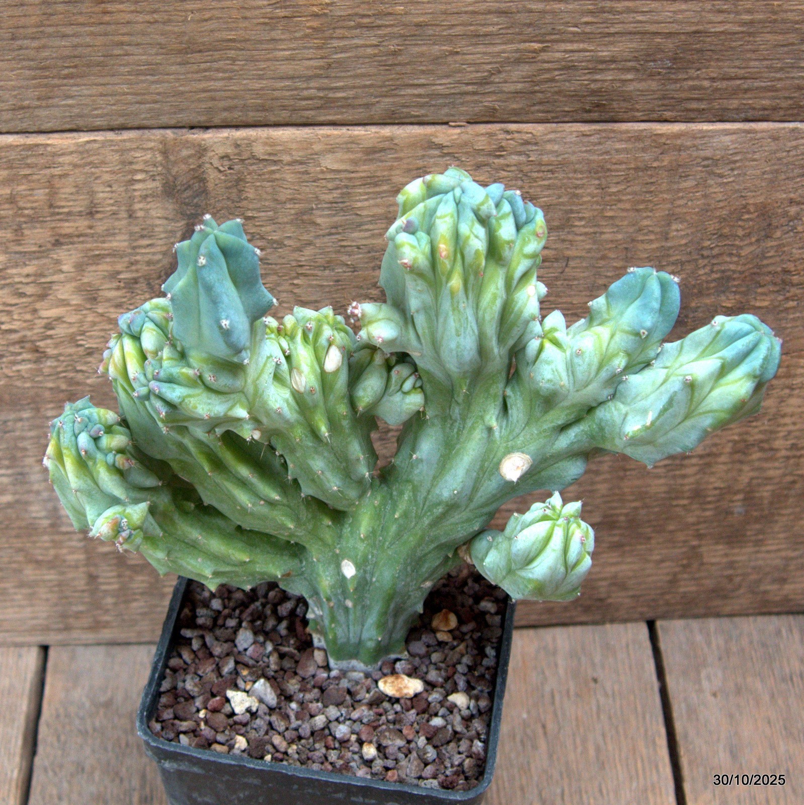 D7235 MYRTILLOCACTUS GEOMETRIZANS CRESTED pot10-H20-W19 cm MaMa Cactus
