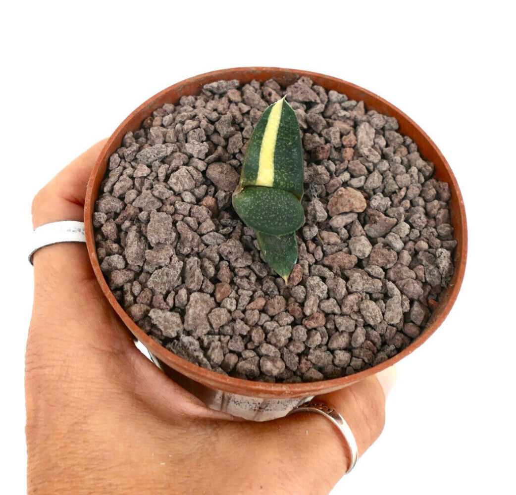 Gasteria armstrongii cv ZEUS VARIEGATED L43