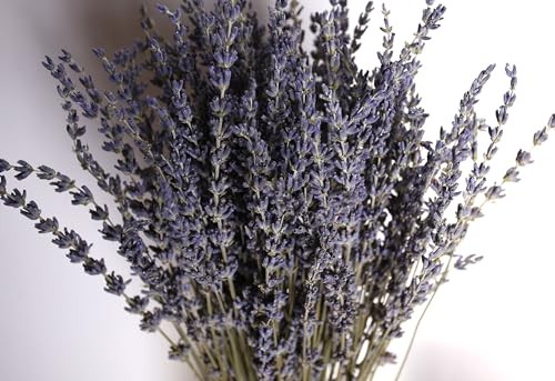 Dried Lavender Flowers 2 Bunches Natural Purple Bouquet 15-17 Inch 200-220 Stems
