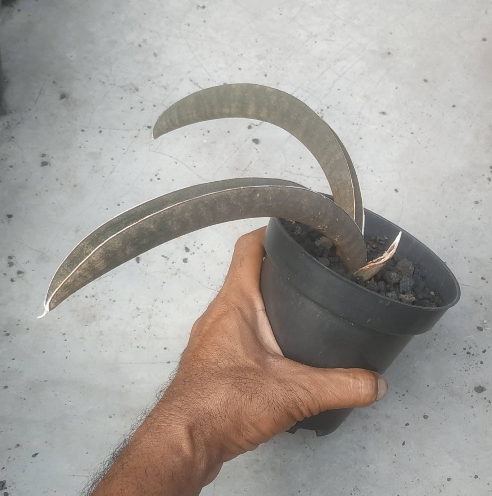 Real Pict Sansevieria Hahlii Dark Pink Bat Rare Uniqe Snake Plant